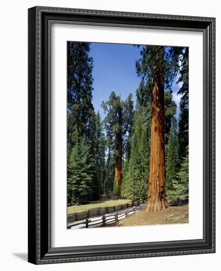 General Sherman Tree in the Background, Sequoia National Park, California-Greg Probst-Framed Photographic Print