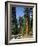 General Sherman Tree in the Background, Sequoia National Park, California-Greg Probst-Framed Photographic Print