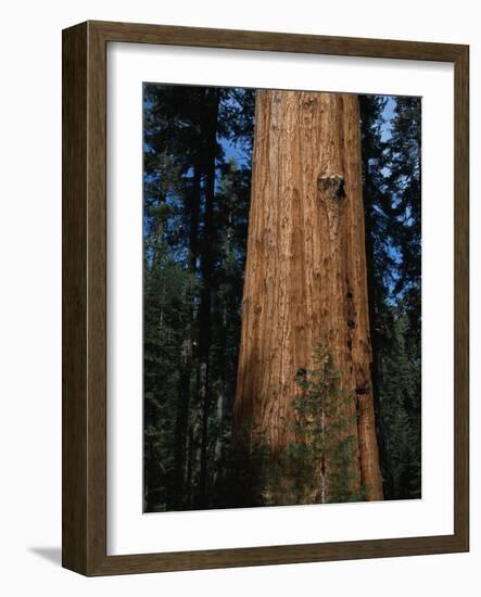 General Sherman Tree-Bob Rowan-Framed Photographic Print