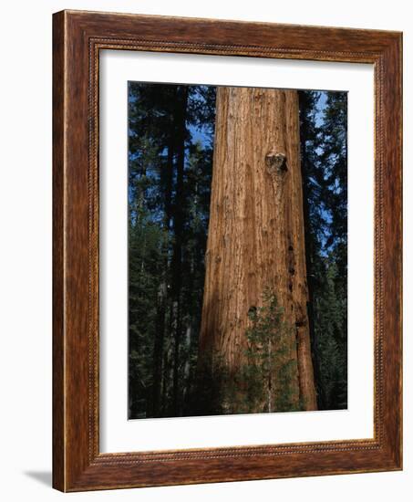 General Sherman Tree-Bob Rowan-Framed Photographic Print