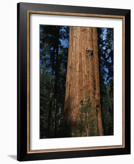 General Sherman Tree-Bob Rowan-Framed Photographic Print