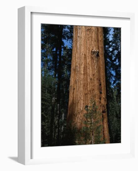 General Sherman Tree-Bob Rowan-Framed Photographic Print