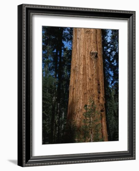 General Sherman Tree-Bob Rowan-Framed Photographic Print