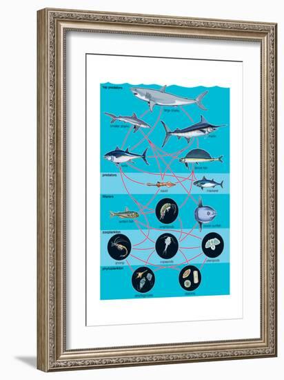 Generalized Aquatic Food Web. Marine Ecosystem, Biosphere, Earth Sciences-Encyclopaedia Britannica-Framed Art Print