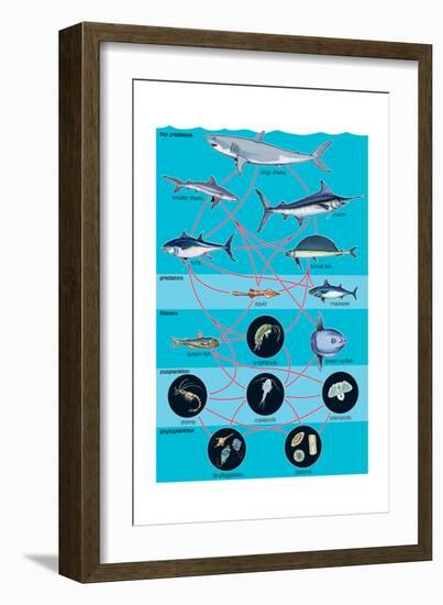 Generalized Aquatic Food Web. Marine Ecosystem, Biosphere, Earth Sciences-Encyclopaedia Britannica-Framed Art Print