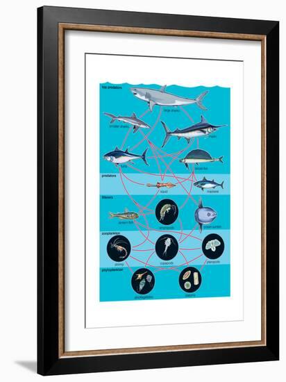 Generalized Aquatic Food Web. Marine Ecosystem, Biosphere, Earth Sciences-Encyclopaedia Britannica-Framed Art Print