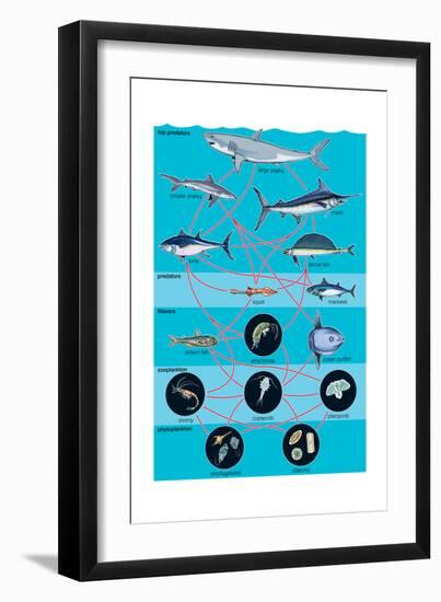 Generalized Aquatic Food Web. Marine Ecosystem, Biosphere, Earth Sciences-Encyclopaedia Britannica-Framed Art Print