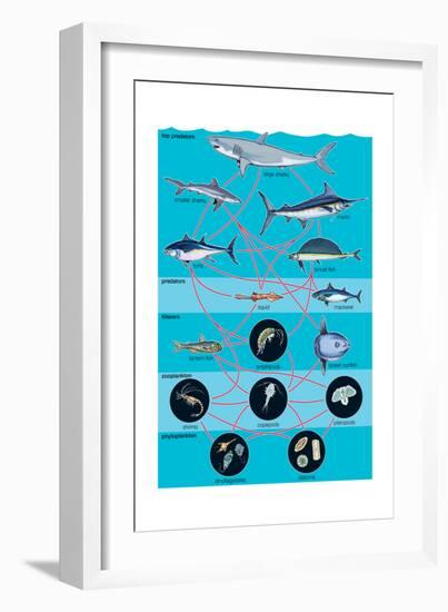 Generalized Aquatic Food Web. Marine Ecosystem, Biosphere, Earth Sciences-Encyclopaedia Britannica-Framed Art Print