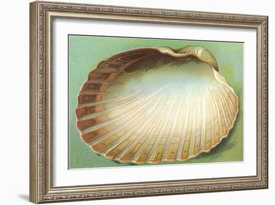 Generic Clam Shell-null-Framed Art Print