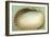 Generic Clam Shell-null-Framed Art Print