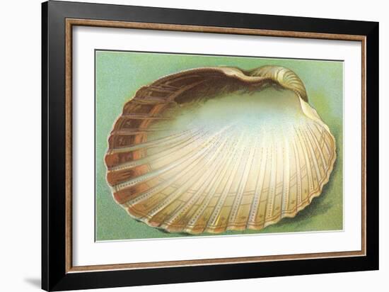 Generic Clam Shell-null-Framed Art Print