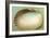 Generic Clam Shell-null-Framed Art Print