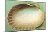 Generic Clam Shell-null-Mounted Art Print