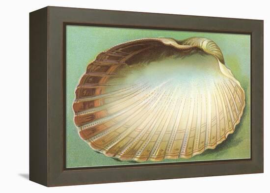 Generic Clam Shell-null-Framed Stretched Canvas