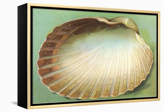 Generic Clam Shell-null-Framed Stretched Canvas