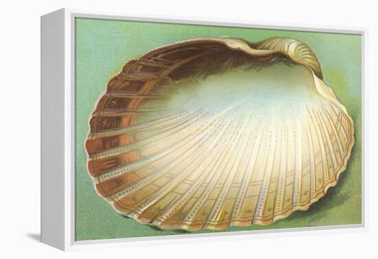 Generic Clam Shell-null-Framed Stretched Canvas