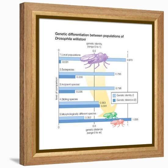 Genetic Differentiation Between Populations of Drosophila Willistoni. Evolution-Encyclopaedia Britannica-Framed Stretched Canvas