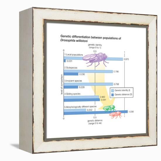 Genetic Differentiation Between Populations of Drosophila Willistoni. Evolution-Encyclopaedia Britannica-Framed Stretched Canvas