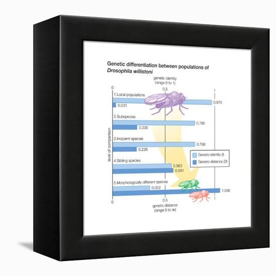 Genetic Differentiation Between Populations of Drosophila Willistoni. Evolution-Encyclopaedia Britannica-Framed Stretched Canvas