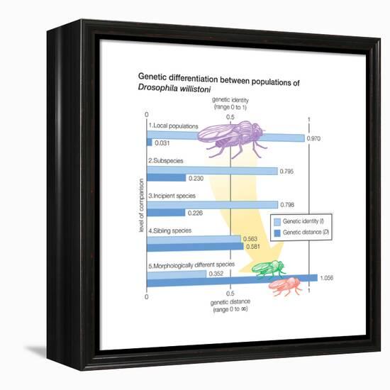 Genetic Differentiation Between Populations of Drosophila Willistoni. Evolution-Encyclopaedia Britannica-Framed Stretched Canvas