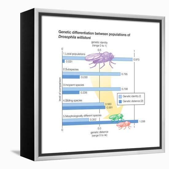 Genetic Differentiation Between Populations of Drosophila Willistoni. Evolution-Encyclopaedia Britannica-Framed Stretched Canvas