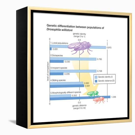 Genetic Differentiation Between Populations of Drosophila Willistoni. Evolution-Encyclopaedia Britannica-Framed Stretched Canvas