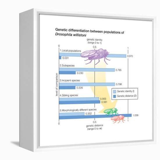 Genetic Differentiation Between Populations of Drosophila Willistoni. Evolution-Encyclopaedia Britannica-Framed Stretched Canvas