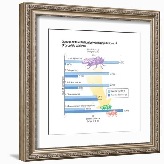 Genetic Differentiation Between Populations of Drosophila Willistoni. Evolution-Encyclopaedia Britannica-Framed Art Print