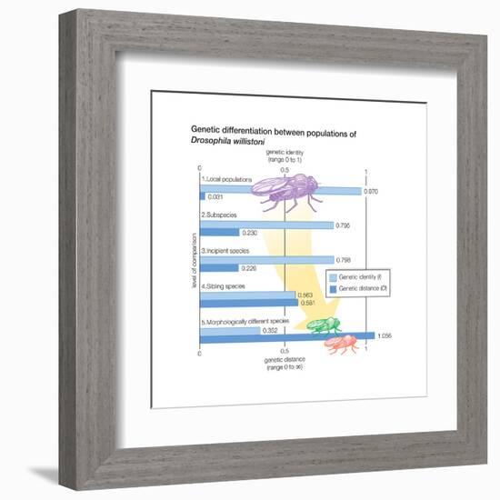 Genetic Differentiation Between Populations of Drosophila Willistoni. Evolution-Encyclopaedia Britannica-Framed Art Print