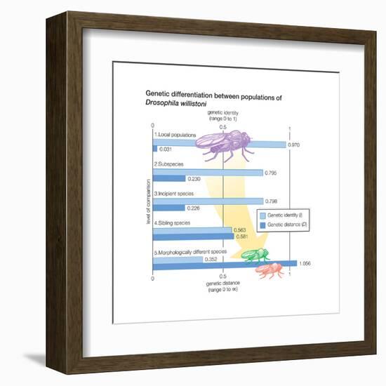 Genetic Differentiation Between Populations of Drosophila Willistoni. Evolution-Encyclopaedia Britannica-Framed Art Print