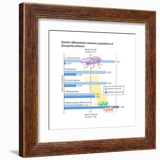 Genetic Differentiation Between Populations of Drosophila Willistoni. Evolution-Encyclopaedia Britannica-Framed Art Print