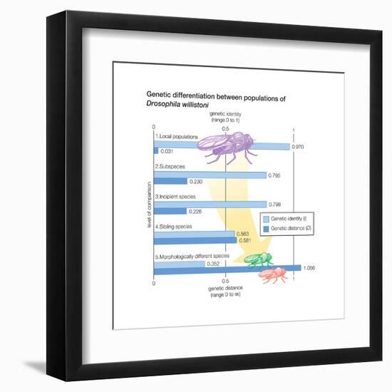 Genetic Differentiation Between Populations of Drosophila Willistoni. Evolution-Encyclopaedia Britannica-Framed Art Print