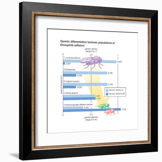 Genetic Differentiation Between Populations of Drosophila Willistoni. Evolution-Encyclopaedia Britannica-Framed Art Print