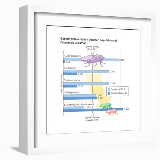 Genetic Differentiation Between Populations of Drosophila Willistoni. Evolution-Encyclopaedia Britannica-Framed Art Print