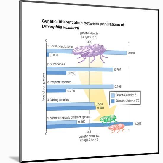 Genetic Differentiation Between Populations of Drosophila Willistoni. Evolution-Encyclopaedia Britannica-Mounted Art Print