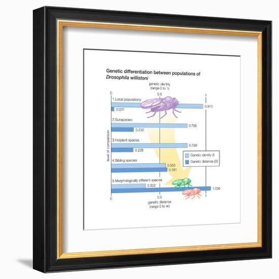 Genetic Differentiation Between Populations of Drosophila Willistoni. Evolution-Encyclopaedia Britannica-Framed Art Print