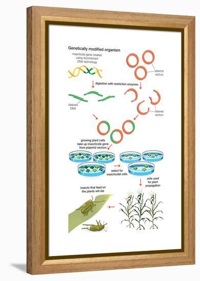 Genetically Modified Organism. Recombinant Dna Technology, Genetic Engineering, Heredity, Genetics-Encyclopaedia Britannica-Framed Stretched Canvas