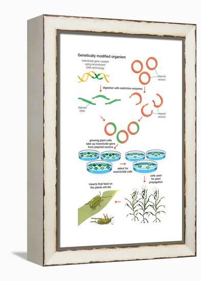 Genetically Modified Organism. Recombinant Dna Technology, Genetic Engineering, Heredity, Genetics-Encyclopaedia Britannica-Framed Stretched Canvas