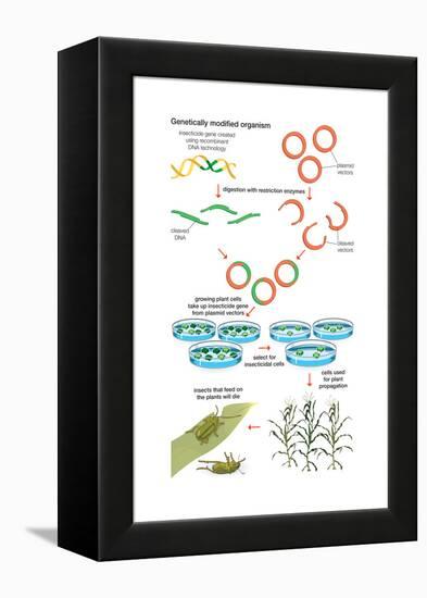 Genetically Modified Organism. Recombinant Dna Technology, Genetic Engineering, Heredity, Genetics-Encyclopaedia Britannica-Framed Stretched Canvas