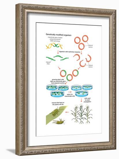 Genetically Modified Organism. Recombinant Dna Technology, Genetic Engineering, Heredity, Genetics-Encyclopaedia Britannica-Framed Art Print