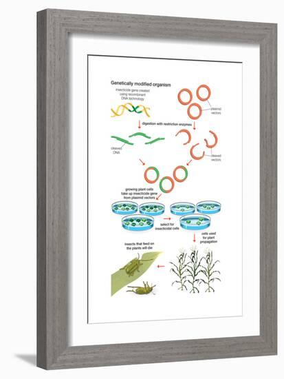 Genetically Modified Organism. Recombinant Dna Technology, Genetic Engineering, Heredity, Genetics-Encyclopaedia Britannica-Framed Art Print