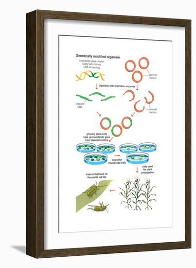 Genetically Modified Organism. Recombinant Dna Technology, Genetic Engineering, Heredity, Genetics-Encyclopaedia Britannica-Framed Art Print
