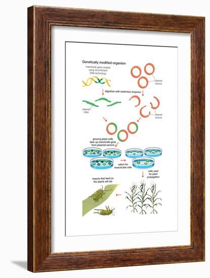 Genetically Modified Organism. Recombinant Dna Technology, Genetic Engineering, Heredity, Genetics-Encyclopaedia Britannica-Framed Art Print