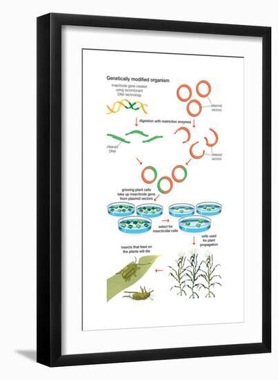 Genetically Modified Organism. Recombinant Dna Technology, Genetic Engineering, Heredity, Genetics-Encyclopaedia Britannica-Framed Art Print