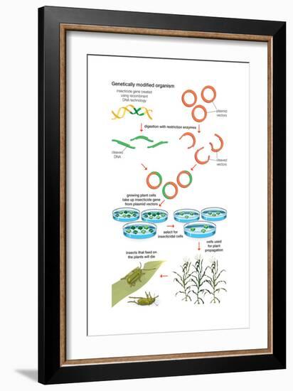 Genetically Modified Organism. Recombinant Dna Technology, Genetic Engineering, Heredity, Genetics-Encyclopaedia Britannica-Framed Art Print