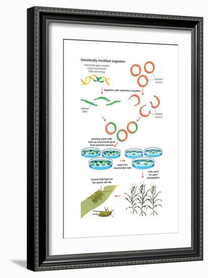 Genetically Modified Organism. Recombinant Dna Technology, Genetic Engineering, Heredity, Genetics-Encyclopaedia Britannica-Framed Art Print