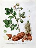 Potato, Botanical Plate from "La Botanique Mise a La Portee De Tout Le Monde"-Genevieve Regnault De Nangis-Framed Giclee Print