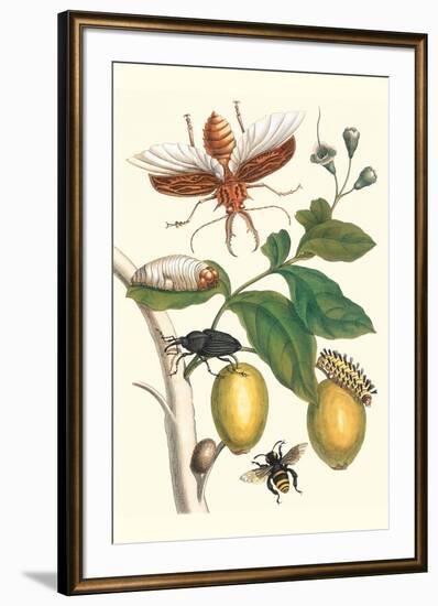 Genip Tree with Palm Weevil, a Long Horned Beetle and an Orchid Bee-Maria Sibylla Merian-Framed Art Print