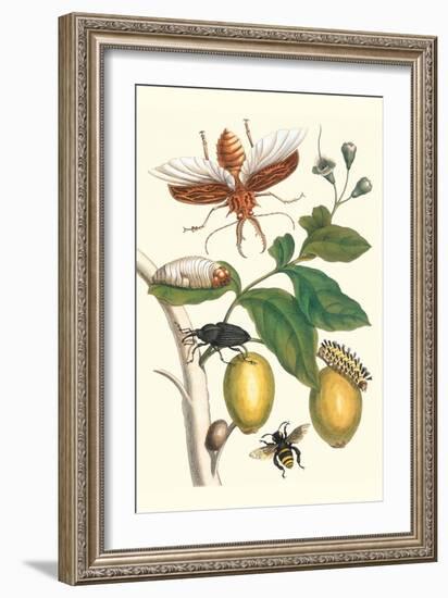 Genip Tree with Palm Weevil, a Long Horned Beetle and an Orchid Bee-Maria Sibylla Merian-Framed Art Print