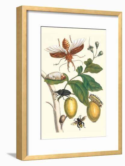 Genip Tree with Palm Weevil, a Long Horned Beetle and an Orchid Bee-Maria Sibylla Merian-Framed Art Print